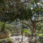 Giardino Botanico - Lama Degli Ulivi